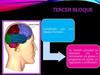 Área sensitiva de lenguaje de Wernicke
Las lesiones destructivas limitadas al área de lenguaje de
Wernicke en el hemisferi...