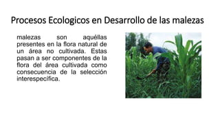 Procesos Ecologicos en Desarrollo de las malezas
malezas son aquéllas
presentes en la flora natural de
un área no cultivada. Estas
pasan a ser componentes de la
flora del área cultivada como
consecuencia de la selección
interespecífica.
 