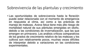 Sobrevivencia de las plantulas y crecimiento
• Las oportunidades de sobrevivencia hasta la floración
puede estar relacionada con el momento de emergencia
en respuesta al clima, así como a las prácticas de
manejo de malezas. Avena fatua tiene más alto riesgo de
mortalidad natural de sus plántulas emergidas en otoño,
debido a las condiciones de invernalización, que las que
emergen en primavera. Los análisis críticos comparativos
de los grados de crecimiento relativo de las malezas y los
cultivos son relativamente pocos, muchas veces difíciles
de interpretar debido a variaciones en las condiciones
experimentales.
 