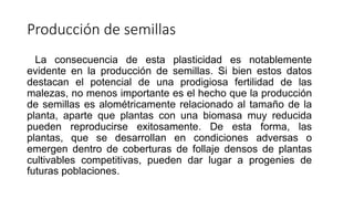 Producción de semillas
La consecuencia de esta plasticidad es notablemente
evidente en la producción de semillas. Si bien estos datos
destacan el potencial de una prodigiosa fertilidad de las
malezas, no menos importante es el hecho que la producción
de semillas es alométricamente relacionado al tamaño de la
planta, aparte que plantas con una biomasa muy reducida
pueden reproducirse exitosamente. De esta forma, las
plantas, que se desarrollan en condiciones adversas o
emergen dentro de coberturas de follaje densos de plantas
cultivables competitivas, pueden dar lugar a progenies de
futuras poblaciones.
 
