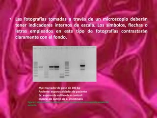 Se utiliza cuando se estudia una variable continua, como franjas de edades o altura de la muestra.Edad de iniciación del consumo de tabaco.