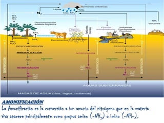 Fijación biológica de nitrógeno. Es un fenómeno fundamental que depende de la habilidad metabólica de unos pocos organismos, llamados diazotrofos en relación a esta habilidad, para tomar N2 y reducirlo a nitrógeno orgánico.2. La toma del Nitrógeno NH4+N Orgánico El amonio producido por el nitrógeno que fija la bacteria es usualmente incorporado rápidamente en la proteína y otros compuestos de nitrógeno orgánico3. La Mineralización del NitrógenEl N Orgánico    NH4+Después de que el nitrógeno se incorpora en la materia orgánica, frecuentemente se vuelve a convertir en nitrógeno inorgánico a través de un proceso llamado mineralización del nitrógeno, también conocido como desintegración. 