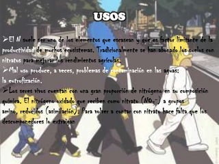 4. NitrificaciónNH4+NO3-Parte del amonio producido por la descomposición se convierte en nitrato a través de un proceso llamado nitrificación. Las bacterias que llevan a cabo esta reacción obtienen energía de sí misma. La nitrificación requiere la presencia del oxígeno. 5. La DesnitrificaciónNO3- N2+ N2O A través de la desnitrificación, las formas oxidadas de nitrógeno como el nitrato y el nitrito (NO2-) se convierten en dinitrógeno (N2) y, en menor medida, en gas óxido nitroso. La desnitrificación es un proceso anaeróbico llevado a cabo por la bacteria que desnitrifica, que convierte el nitrato en dinitrógeno en la siguiente secuencia:NO3- NO2- NO N2O N2.Esta imagen muestra cómo el nitrógeno viaja a través de seres vivos y no vivos por partes de nuestro sistema terrestre. 