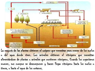 La mayoría de las plantas obtienen el oxígeno que necesitan para crecer de los suelos o del agua donde viven. Los animales obtienen el nitrógeno que necesitan alimentándose de plantas u animales que contienen nitrógeno. Cuando los organismos mueren, sus cuerpos se descomponen y hacen llegar nitrógeno hacia los suelos o tierra, o hacia el agua de los océanos. 