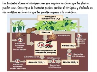 Las bacterias alteran el nitrógeno para que adquiera una forma que las plantas pueden usar. Otros tipos de bacterias pueden cambiar al nitrógeno y disolverlo en vías acuáticas en forma tal que les permite regresar a la atmósfera. 