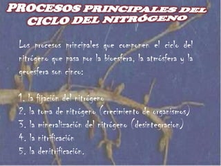 la fijación biótica, por bacterias, unas que viven libres y otras    que lo hacen en simbiosis con plantas, sobre todo leguminosas. 