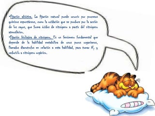 1.   FIJACIÓN Y ASIMILACIÓN DE NITRÓGENO La fijación del nitrógeno es un proceso en el cual el N2 se convierte en amonio. Éste es esencial porque es la única manera en la que los organismos puede obtener nitrógeno directamente de la atmósfera;Algunas bacterias por ejemplo las del género Rhizobiumson los únicos organismos que fijan el nitrógeno a través de procesos metabólicos. Esta simbiosis ocurre de manera bien conocida, en la familia de las legumbres, En ambientes acuáticos, las algas azules verdosas es una importante fijadora de nitrógeno libre sin límites; En el curso del último siglo, los humanos se han convertido en fuentes fijas de nitrógeno, tan importantes como todas las fuentes naturales de nitrógeno combinadas: quemando combustible de fósiles, usando fertilizantes nitrogenados sintéticos y cultivando legumbres que fijan nitrógeno