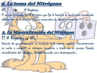 Fijación abiótica.La fijación natural puede ocurrir por procesos químicos espontáneos, como la oxidación que se produce por la acción de los rayos, que forma óxidos de nitrógeno a partir del nitrógeno atmosférico.