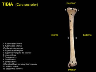 Tibia Cara Interna expo de miembro inferior.pptx