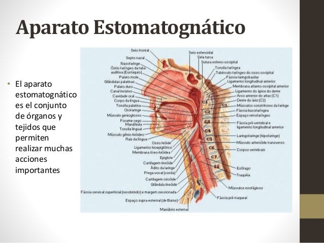 Resultado de imagen para sistema estomatognatico