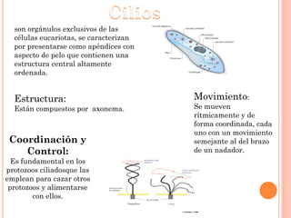 Expo de morfo microtubulos | PPTX