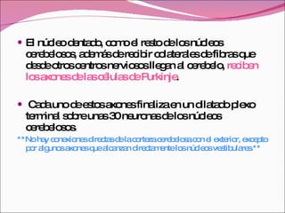 El núcleo dentado, como el resto de los núcleos cerebelosos, además de recibir colaterales de fibras que desde otros centros nerviosos llegan al cerebelo,  reciben los axones de las células de Purkinje . Cada uno de estos axones finaliza en un dilatado plexo terminal sobre unas 30 neuronas de los núcleos cerebelosos.  **No hay conexiones directas de la corteza cerebelosa con el exterior, excepto por algunos axones que alcanzan directamente los núcleos vestibulares.** 
