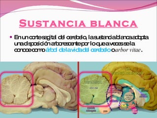Sustancia blanca En un corte sagital del cerebelo, la sustancia blanca adopta una disposición arborescente por lo que a veces se la conoce como  árbol de la vida del cerebelo  o  arbor vitae .  