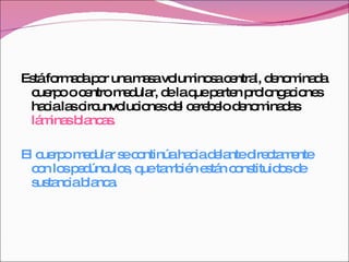 Está formada por una masa voluminosa central, denominada cuerpo o centro medular, de la que parten prolongaciones hacia las circunvoluciones del cerebelo denominadas  láminas blancas.  El cuerpo medular se continúa hacia delante directamente con los pedúnculos, que también están constituidos de sustancia blanca. 