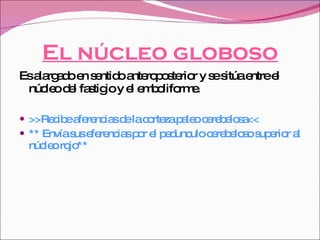 El núcleo globoso Es alargado en sentido anteroposterior y se sitúa entre el núcleo del fastigio y el emboliforme. >>Recibe aferencias de la corteza paleo cerebelosa<< ** Envía sus eferencias por el pedunculo cerebeloso superior al núcleo rojo** 