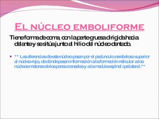 El núcleo emboliforme Tiene forma de coma, con la parte gruesa dirigida hacia delante y se sitúa junto al hilio del núcleo dentado. ** Las aferencias de este núcleo pasan por el pedunculo cerebeloso superior al núcleo rojo, de donde pasan información a la formación reticular a los núcleos motores de los pares craneales y a la medula espinal ipsilateral.** 