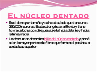 El núcleo dentado Es el de mayor tamaño y se ha calculado que tiene unas 250.000 neuronas. Es de color gris amarillento y tiene forma de bolsa con pliegues abierta hacia delante y hacia la línea media. La abertura se denomina  hilio del núcleo dentado  y por él salen la mayor parte de la fibras que forman el pedúnculo cerebeloso superior 
