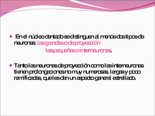 En el núcleo dentado se distinguen al menos dos tipos de neuronas:  las grandes o de proyección  las pequeñas o interneuronas .  Tanto las neuronas de proyección como las interneuronas tienen prolongaciones no muy numerosas, largas y poco ramificadas, que les dan un aspecto general estrellado. 