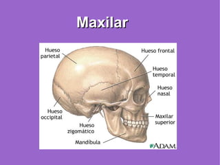 Maxilar 