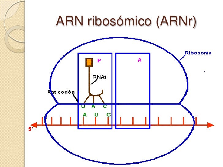 Resultado de imagen para ARN RIBOSOMICO