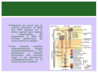 Expo de renal parte 1 | PPTX