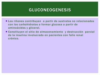 GLUCONEOGENESIS

 Los riñones contribuyen a partir de sustratos no relacionados
  con los carbohidratos a formar glucosa ...