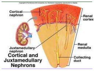 VASCULARIZACIÓN RENAL

 La arteria renal penetra en el hilio renal y se divide
  en dos ramas principales y luego cada un...
