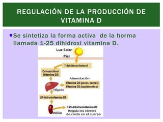 REGULACIÓN DE LA PRODUCCIÓN DE
            VITAMINA D

Se sintetiza la forma activa de la horma
 llamada 1-25 dihidroxi v...