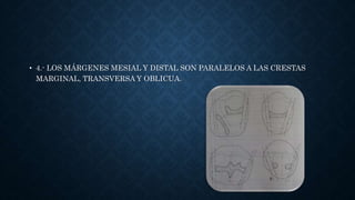 • 4.- LOS MÁRGENES MESIAL Y DISTAL SON PARALELOS A LAS CRESTAS
MARGINAL, TRANSVERSA Y OBLICUA.
 