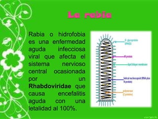 La rabia
Rabia o hidrofobia
es una enfermedad
aguda infecciosa
viral que afecta el
sistema nervioso
central ocasionada
por un
Rhabdoviridae que
causa encefalitis
aguda con una
letalidad al 100%.
 