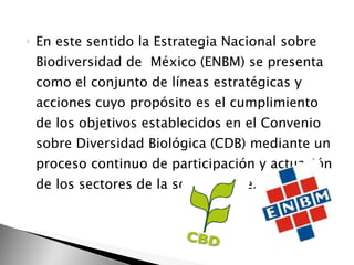 En este sentido la Estrategia Nacional sobre Biodiversidad de  México (ENBM) se presenta como el conjunto de líneas estratégicas y acciones cuyo propósito es el cumplimiento de los objetivos establecidos en el Convenio sobre Diversidad Biológica   (CDB) mediante un proceso continuo de participación y actuación de los sectores de la sociedad mexicana.  