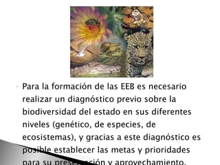 Para la formación de las EEB es necesario realizar un diagnóstico previo sobre la biodiversidad del estado en sus diferentes niveles (genético, de especies, de ecosistemas), y gracias a este diagnóstico es posible establecer las metas y prioridades para su preservación y aprovechamiento.  