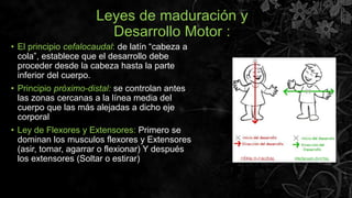 Leyes de maduración y
Desarrollo Motor :
• El principio cefalocaudal: de latín “cabeza a
cola”, establece que el desarroll...