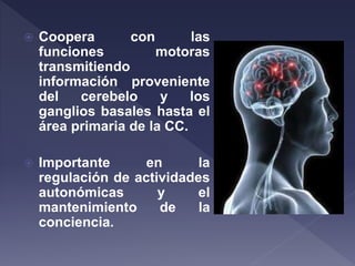  Coopera con las
funciones motoras
transmitiendo
información proveniente
del cerebelo y los
ganglios basales hasta el
área primaria de la CC.
 Importante en la
regulación de actividades
autonómicas y el
mantenimiento de la
conciencia.
 