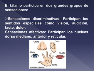 El tálamo participa en dos grandes grupos de
sensaciones:
Sensaciones discriminativas: Participan los
sentidos especiales como visión, audición,
tacto, dolor.
Sensaciones afectivas: Participan los núcleos
dorso mediano, anterior y reticular.
 