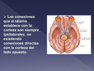  Las conexiones
que el tálamo
establece con la
corteza son siempre
ipsilaterales, no
existiendo
conexiones directas
con la corteza del
lado opuesto.
 