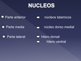 Parte anterior núcleos talamicos
Parte media núcleo dorso medial
Parte lateral hilero dorsal
hilero ventral
 