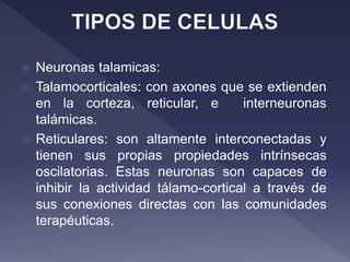  Neuronas talamicas:
 Talamocorticales: con axones que se extienden
en la corteza, reticular, e interneuronas
talámicas.
 Reticulares: son altamente interconectadas y
tienen sus propias propiedades intrínsecas
oscilatorias. Estas neuronas son capaces de
inhibir la actividad tálamo-cortical a través de
sus conexiones directas con las comunidades
terapéuticas.
 