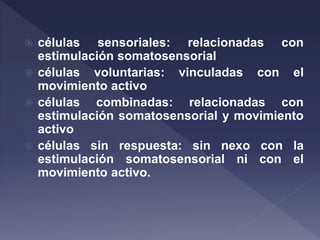  células sensoriales: relacionadas con
estimulación somatosensorial
 células voluntarias: vinculadas con el
movimiento activo
 células combinadas: relacionadas con
estimulación somatosensorial y movimiento
activo
 células sin respuesta: sin nexo con la
estimulación somatosensorial ni con el
movimiento activo.
 