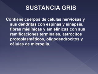 Contiene cuerpos de células nerviosas y
sus dendritas con espinas y sinapsis,
fibras mielínicas y amielínicas con sus
ramificaciones terminales, astrocitos
protoplasmáticos, oligodendrocitos y
células de microglia.
 