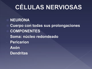  NEURONA
 Cuerpo con todas sus prolongaciones
 COMPONENTES
- Soma: núcleo redondeado
- Pericarion
- Axón
- Dendritas
 