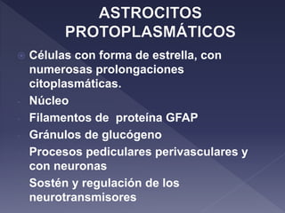  Células con forma de estrella, con
numerosas prolongaciones
citoplasmáticas.
- Núcleo
- Filamentos de proteína GFAP
- Gránulos de glucógeno
- Procesos pediculares perivasculares y
con neuronas
- Sostén y regulación de los
neurotransmisores
 
