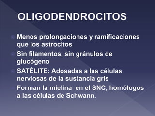  Menos prolongaciones y ramificaciones
que los astrocitos
 Sin filamentos, sin gránulos de
glucógeno
 SATÉLITE: Adosadas a las células
nerviosas de la sustancia gris
 Forman la mielina en el SNC, homólogos
a las células de Schwann.
 