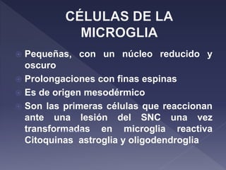  Pequeñas, con un núcleo reducido y
oscuro
 Prolongaciones con finas espinas
 Es de origen mesodérmico
 Son las primeras células que reaccionan
ante una lesión del SNC una vez
transformadas en microglia reactiva
Citoquinas astroglia y oligodendroglia
 