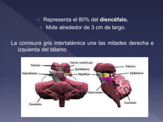  Representa el 80% del diencéfalo.
 Mide alrededor de 3 cm de largo.
La comisura gris intertalámica une las mitades derecha e
izquierda del tálamo
 