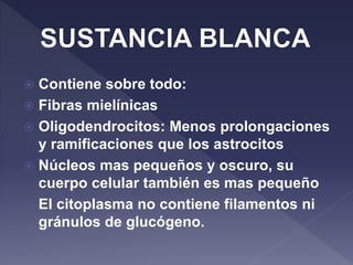  Contiene sobre todo:
 Fibras mielínicas
 Oligodendrocitos: Menos prolongaciones
y ramificaciones que los astrocitos
 Núcleos mas pequeños y oscuro, su
cuerpo celular también es mas pequeño
 El citoplasma no contiene filamentos ni
gránulos de glucógeno.
 