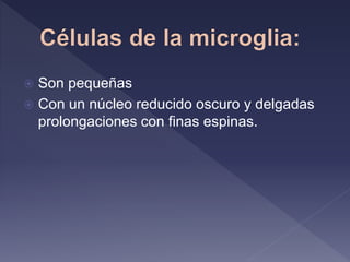  Son pequeñas
 Con un núcleo reducido oscuro y delgadas
prolongaciones con finas espinas.
 