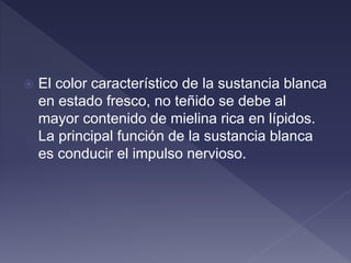  El color característico de la sustancia blanca
en estado fresco, no teñido se debe al
mayor contenido de mielina rica en lípidos.
La principal función de la sustancia blanca
es conducir el impulso nervioso.
 