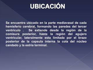 Se encuentra ubicado en la parte mediavasal de cada
hemisferio cerebral, formando las paredes del tercer
ventrículo . Se extiende desde la región de la
comisura posterior, hasta la región del agujero
ventricular, lateralmente esta limitada por el brazo
posterior de la capsula interna la cola del núcleo
candado y la estría terminal.
 