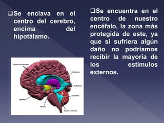 Se enclava en el
centro del cerebro,
encima del
hipotálamo.
Se encuentra en el
centro de nuestro
encéfalo, la zona más
protegida de este, ya
que si sufriera algún
daño no podríamos
recibir la mayoría de
los estímulos
externos.
 